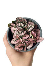 Load image into Gallery viewer, Hypoestes Rose