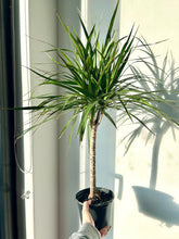 Load image into Gallery viewer, Dracaena Marginata