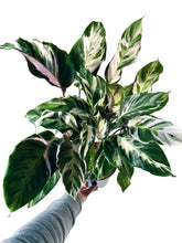 Load image into Gallery viewer, Calathea White Fusion