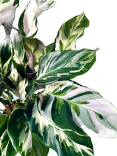 Load image into Gallery viewer, Calathea White Fusion