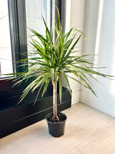 Load image into Gallery viewer, Dracaena Marginata