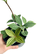Load image into Gallery viewer, Peperomia Puteoleata