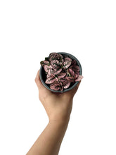 Load image into Gallery viewer, Hypoestes Rose