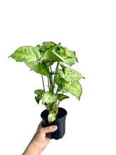 Charger l'image dans la galerie, Syngonium White Butterfly