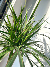 Load image into Gallery viewer, Dracaena Marginata