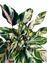 Load image into Gallery viewer, Calathea White Fusion