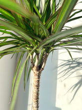 Charger l&#39;image dans la galerie, Dracaena Marginata
