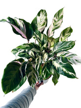 Charger l&#39;image dans la galerie, Calathea White Fusion
