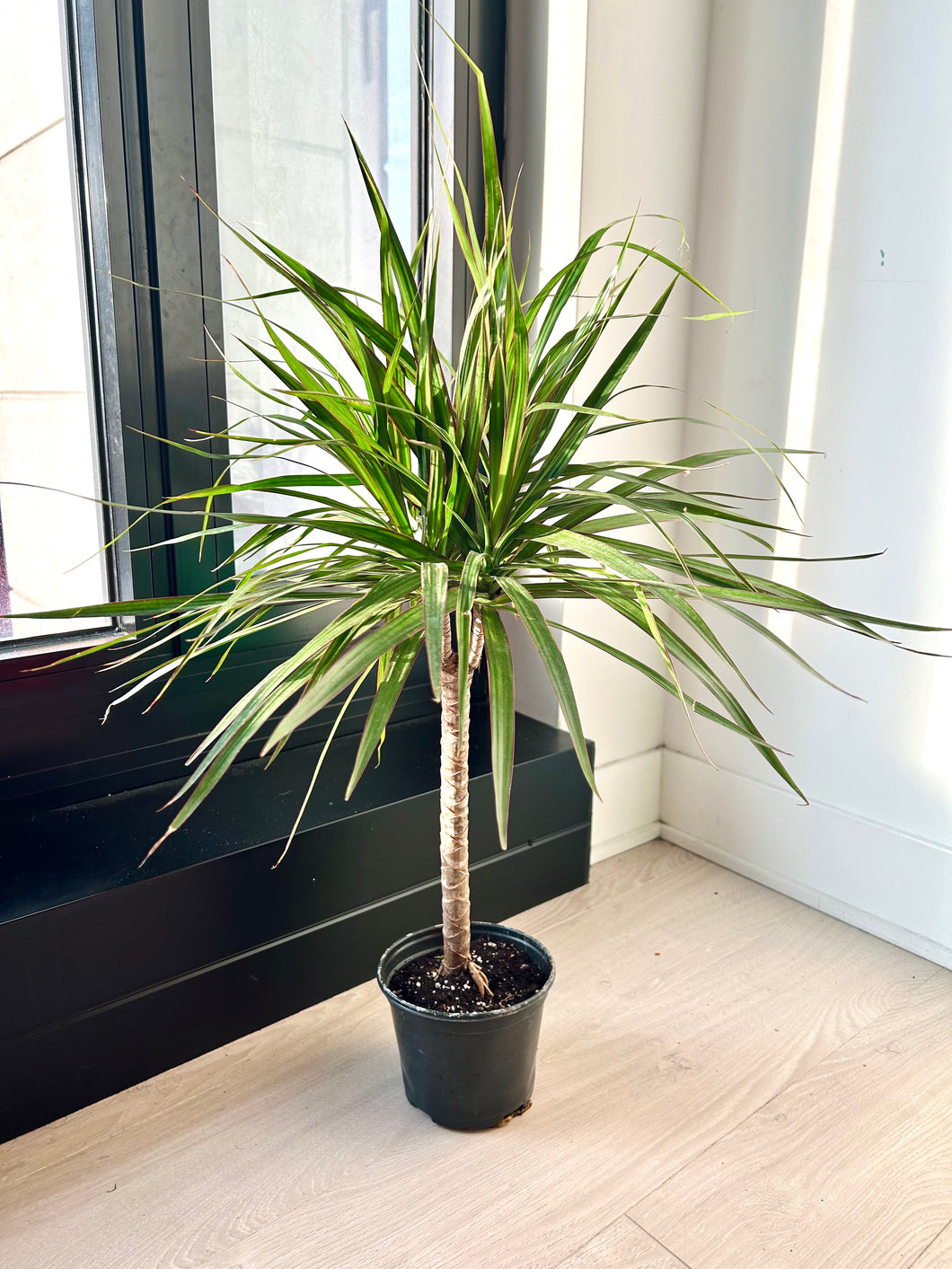 Dracaena Marginata