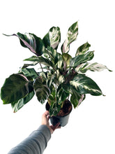 Charger l&#39;image dans la galerie, Calathea White Fusion
