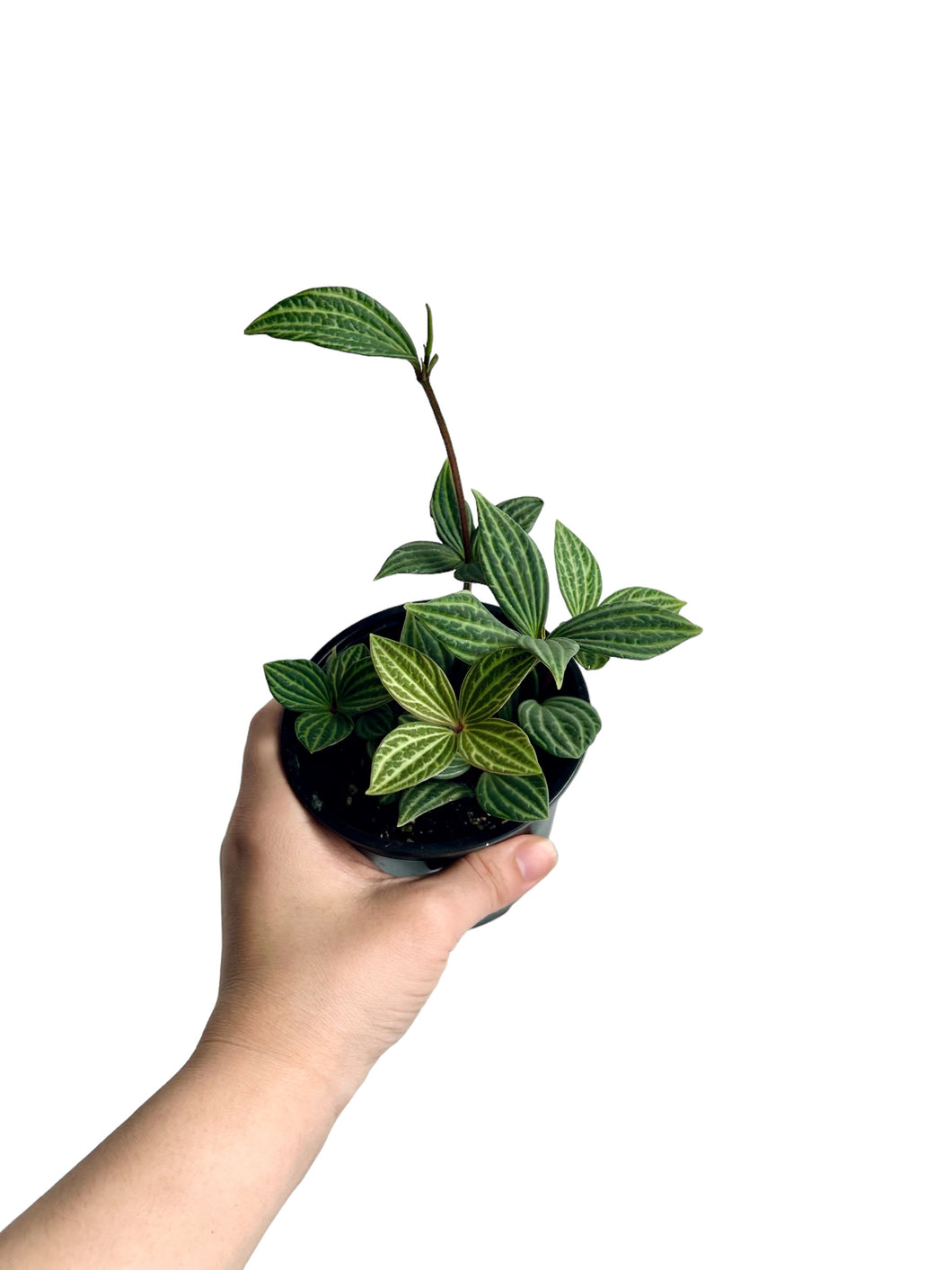 Peperomia Puteoleata