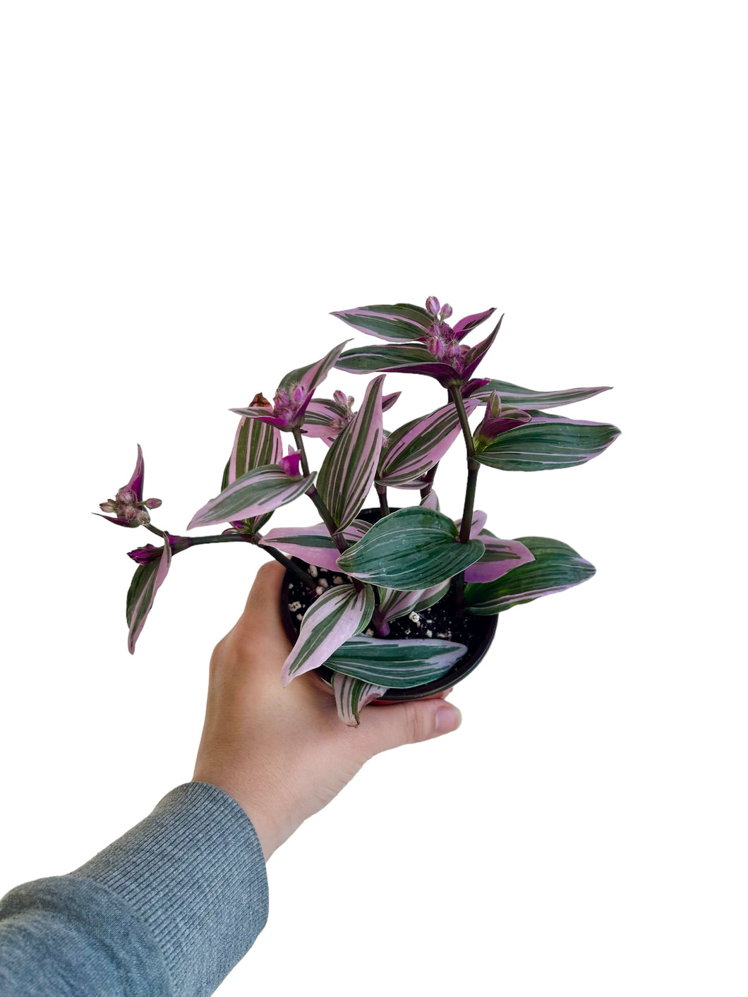 Tradescantia nanouk